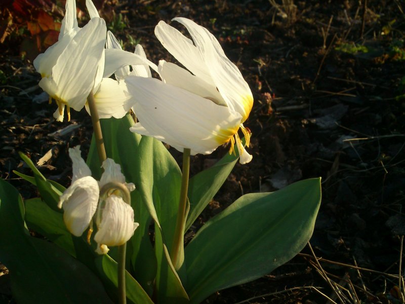 Erythronium krylovii Krõlovi koerahammas